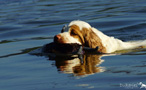 Dukeries' Clumber Spaniel Leya