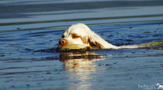 Dukeries' Clumber Spaniel Sparkle