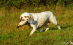 Dukeries' Clumber Spaniel Sparkle