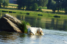 Dukeries' Clumber Spaniel Sparkle