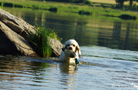 Dukeries' Clumber Spaniel Sparkle