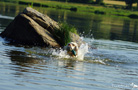 Dukeries' Clumber Spaniel Sparkle