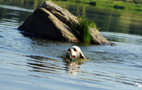 Dukeries' Clumber Spaniel Sparkle