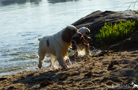 Dukeries' Clumber Spaniel Leya