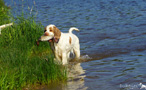 Dukeries' Clumber Spaniel Leya