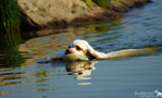 Dukeries' Clumber Spaniel Sparkle