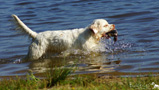 Dukeries' Clumber Spaniel Sparkle