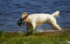 Dukeries' Clumber Spaniel Sparkle