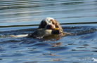 Dukeries' Clumber Spaniel mit Wasserdummy