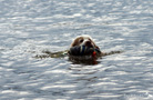 Clumber Spaniel schwimmend mit Dummy