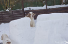 Dukeries' Clumber Spaniel