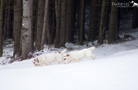 Clumber Spaniel im Schnee