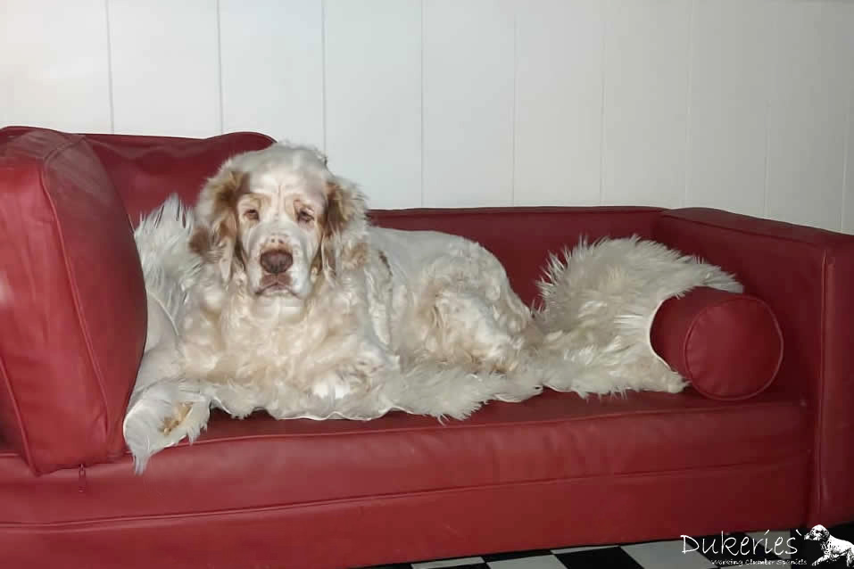 Clumber Spaniel Welpen erster Ausflug in den Garten