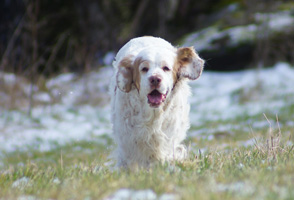 Clumber Spaniel Welpen erster Ausflug in den Garten