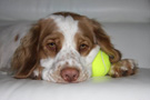 Dukeries' Clumber Spaniel Deli