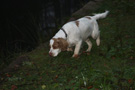 Dukeries' Clumber Spaniel Deli