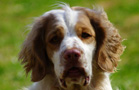 Dukeries' Clumber Spaniel Deli