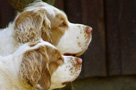 Dukeries' Clumber Spaniel Deli