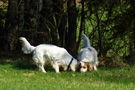 Dukeries' Clumber Spaniel Deli