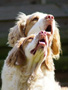 Dukeries' Clumber Spaniel Deli