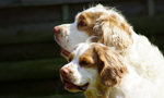 Dukeries' Clumber Spaniel Deli