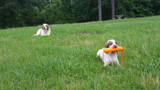 Dukeries' Clumber Spaniel Deli