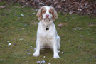 Dukeries' Clumber Spaniel Deli