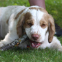 Dukeries' Clumber Spaniel Deli