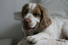 Dukeries' Clumber Spaniel Deli