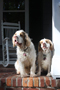 Dukeries' Clumber Spaniel Deli