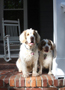 Dukeries' Clumber Spaniel Deli