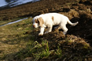 Dukeries' Clumber Spaniel Leya