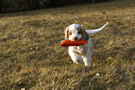 Dukeries' Clumber Spaniel Leya