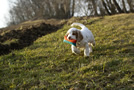 Dukeries' Clumber Spaniel Leya