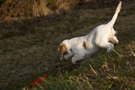 Dukeries' Clumber Spaniel Leya