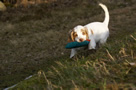 Dukeries' Clumber Spaniel Leya