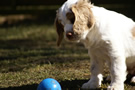 Dukeries' Clumber Spaniel Leya