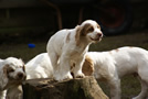 Dukeries' Clumber Spaniel Deli