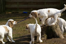 Dukeries' Clumber Spaniel Leya