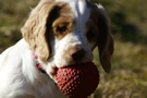 Dukeries' Clumber Spaniel Deli