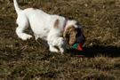 Dukeries' Clumber Spaniel Deli