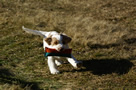 Dukeries' Clumber Spaniel Deli