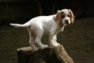 Dukeries' Clumber Spaniel Deli