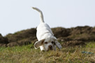 Dukeries' Clumber Spaniel Sparkle