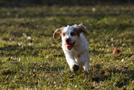 Dukeries' Clumber Spaniel Aven