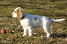 Dukeries' Clumber Spaniel Aven