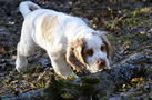 Dukeries' Clumber Spaniel Aven