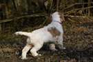 Dukeries' Clumber Spaniel Aven