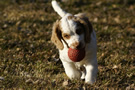 Dukeries' Clumber Spaniel Aven