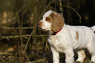 Dukeries' Clumber Spaniel Aven